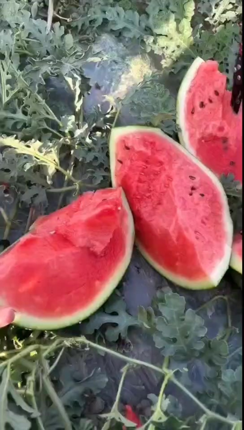 甜王