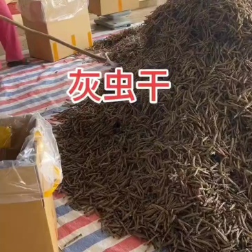 北海深海灰沙虫干一手货源批发价格