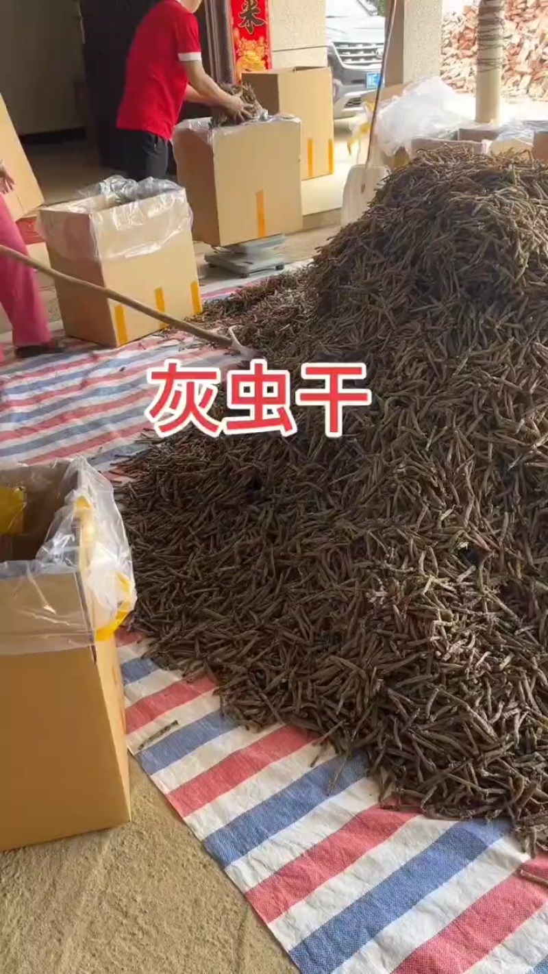北海深海灰沙虫干一手货源批发价格