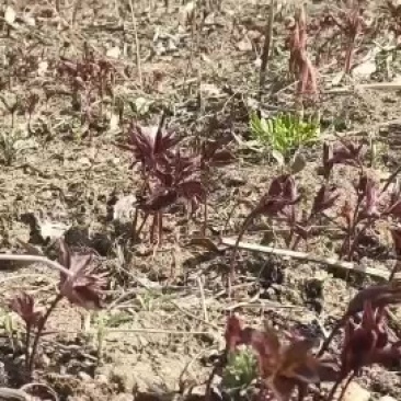 通化优质赤芍苗出售，当年苗，根系发达，成活率高！