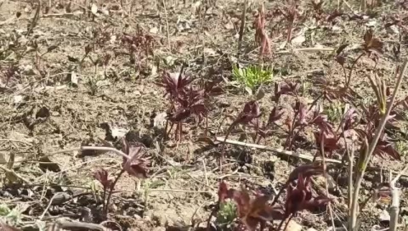 通化优质赤芍苗出售，当年苗，根系发达，成活率高！