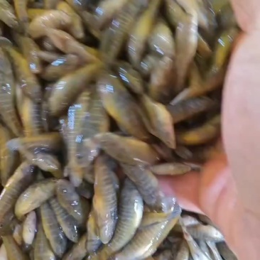 精品小黄鱼