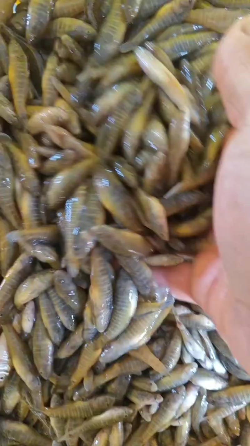 精品小黄鱼