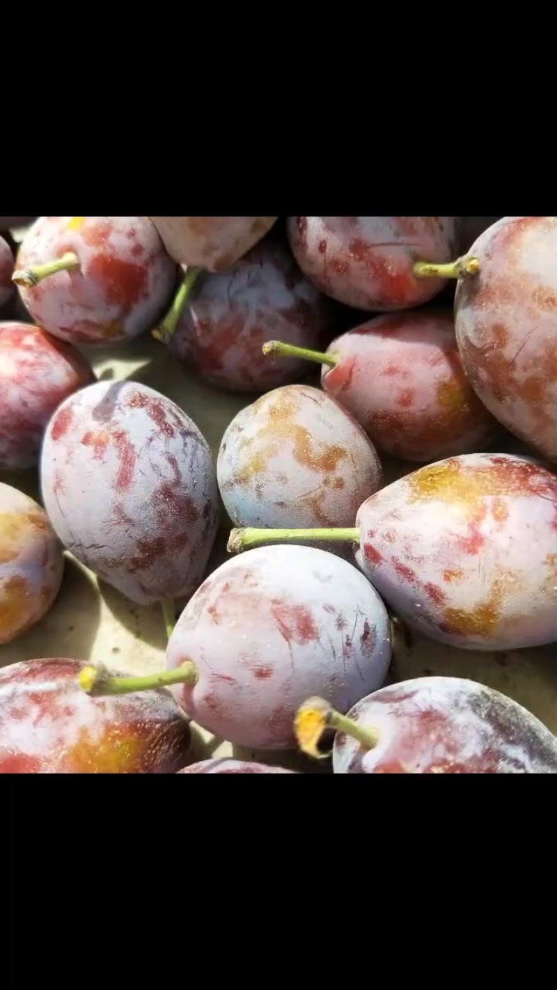 伽师西梅