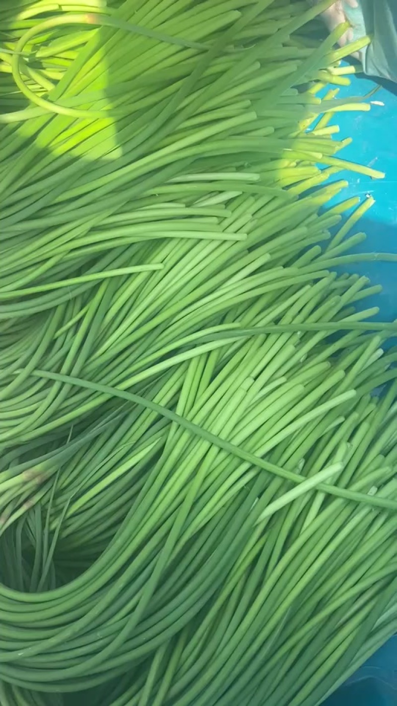 济南市商河县大蒜蔬菜种植基地