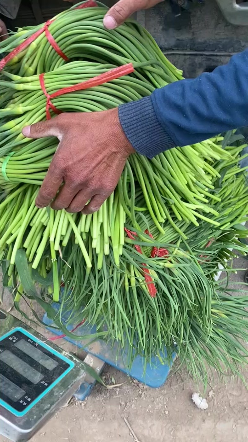 济南市商河县大蒜蔬菜种植基地