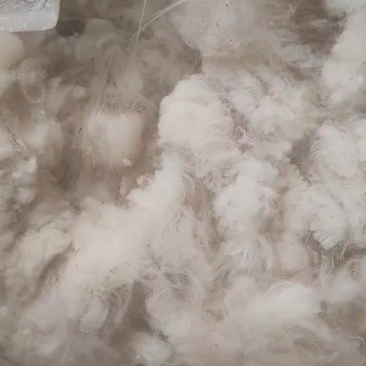品质春毛，支持视频看货，现场验货