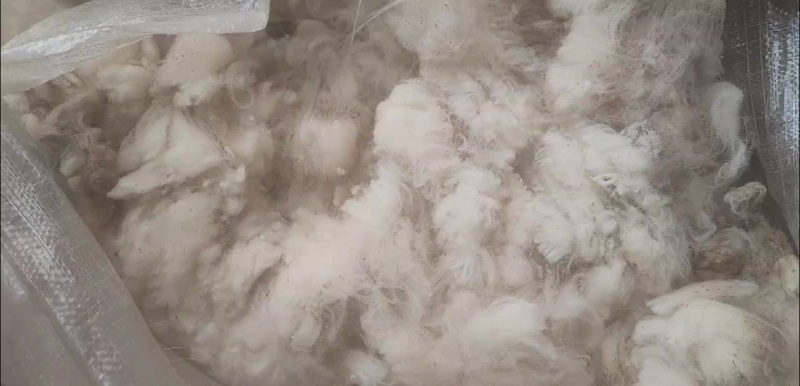品质春毛，支持视频看货，现场验货