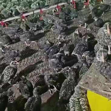鲁花鸡