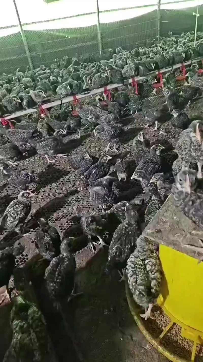 鲁花鸡