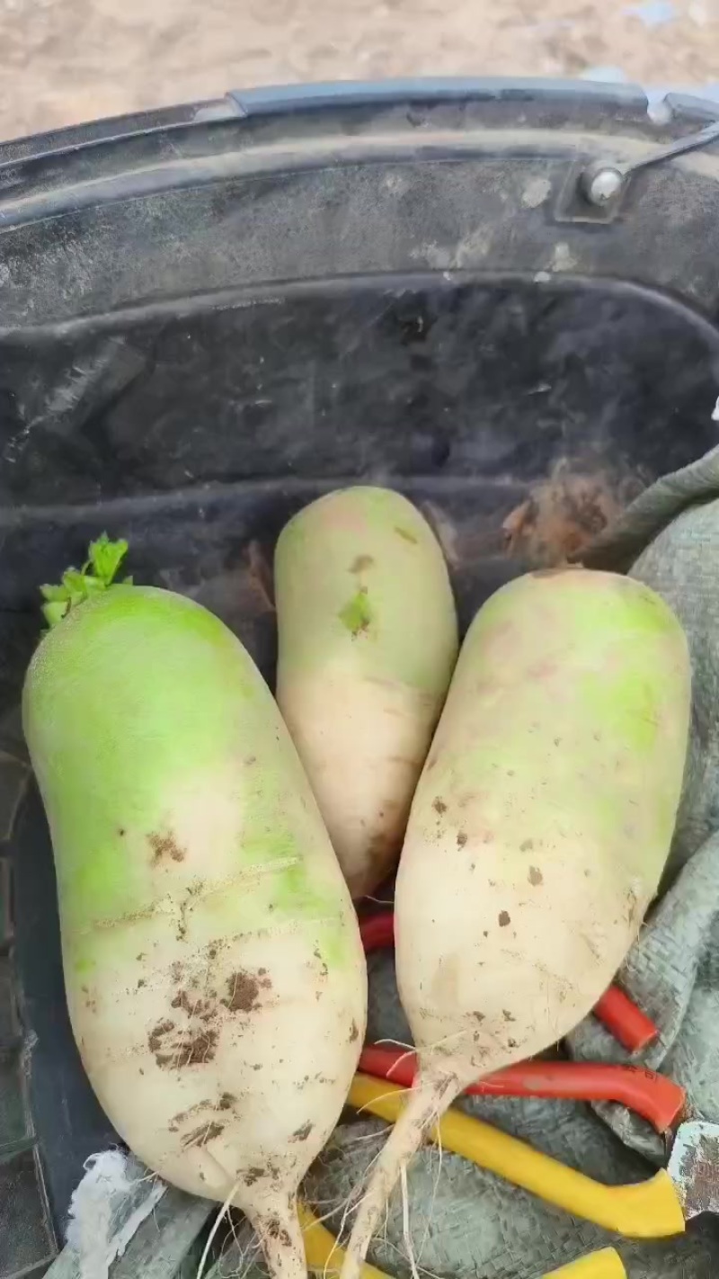 青萝卜