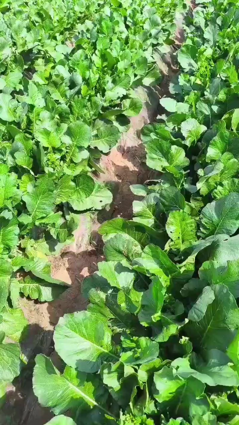 青萝卜