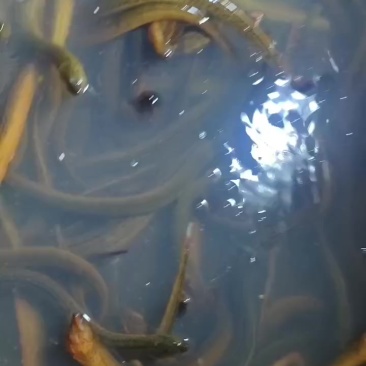 纯虾塘自然生长的黄鳝