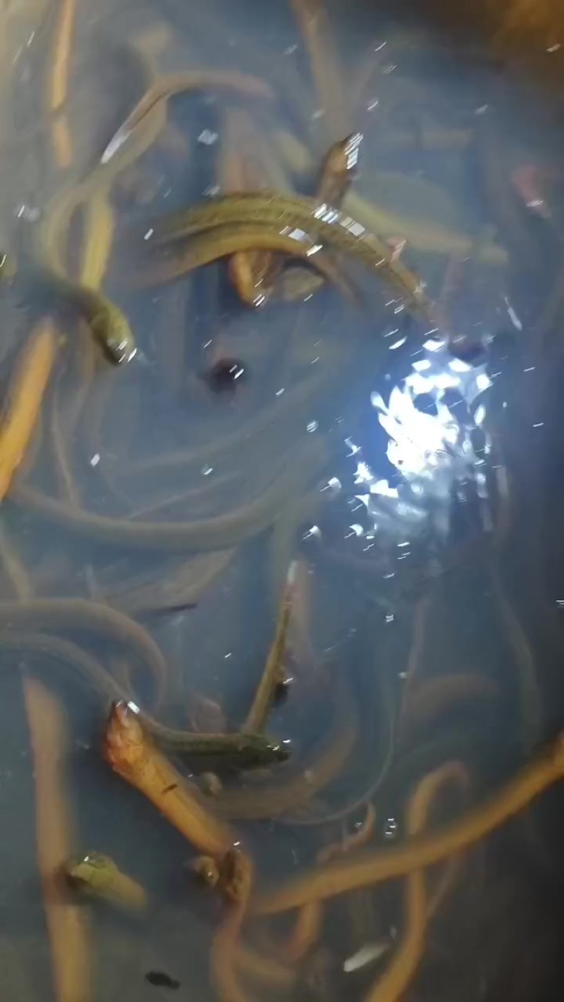 纯虾塘自然生长的黄鳝