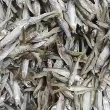 水煮白条，全干质量好，价格便宜，需要的老板联系我，