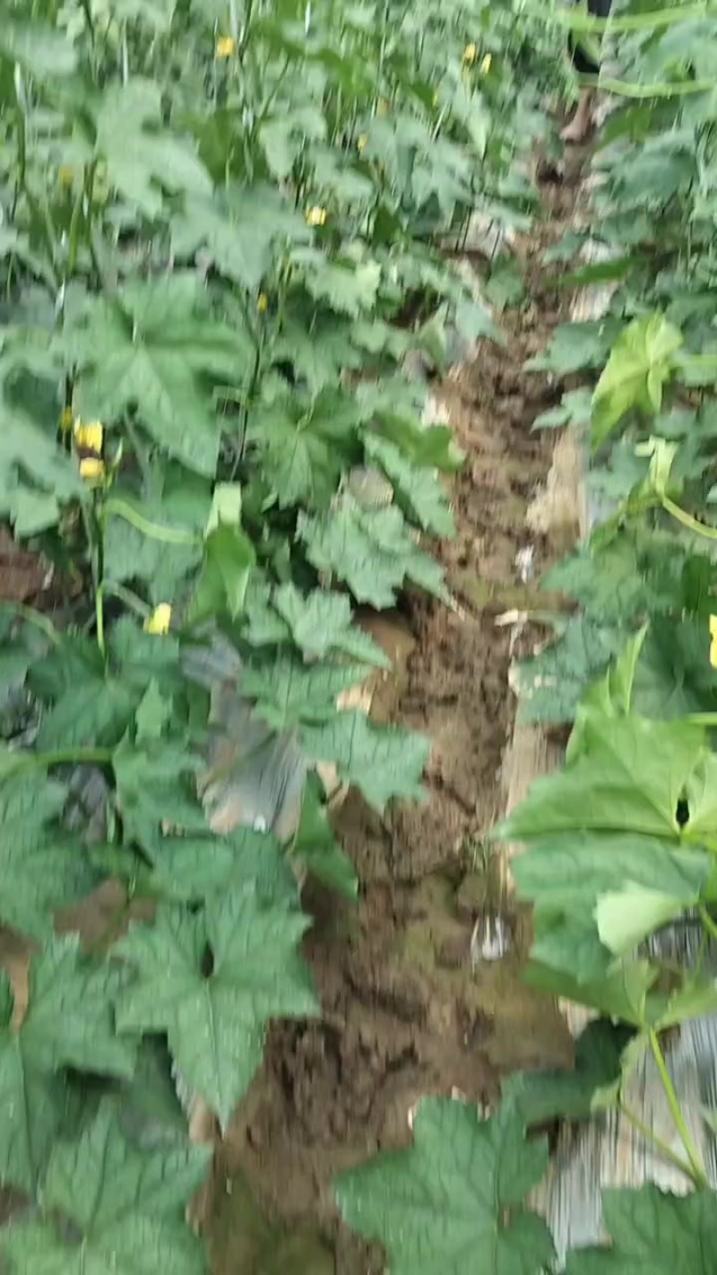 精品油皮丝瓜