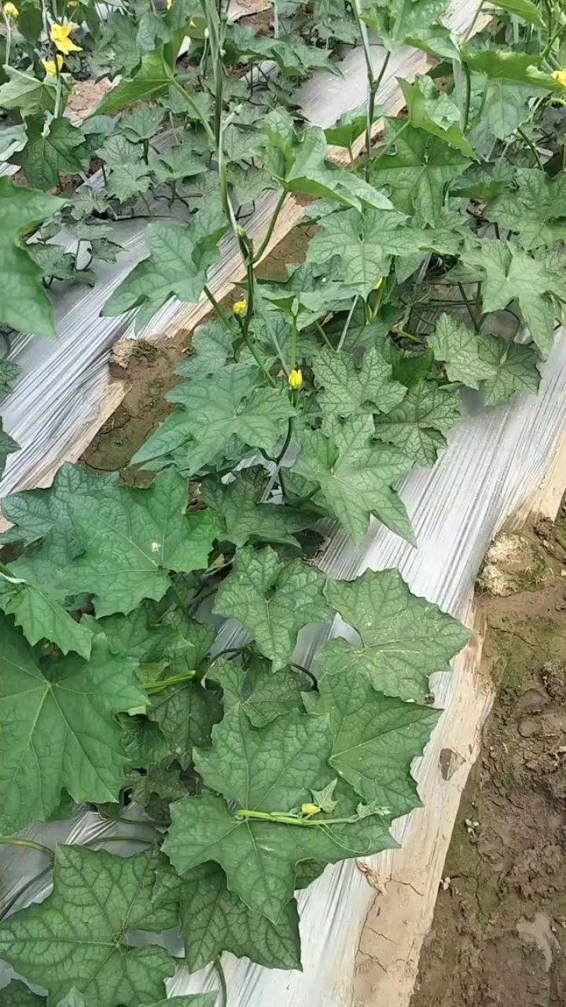 精品油皮丝瓜