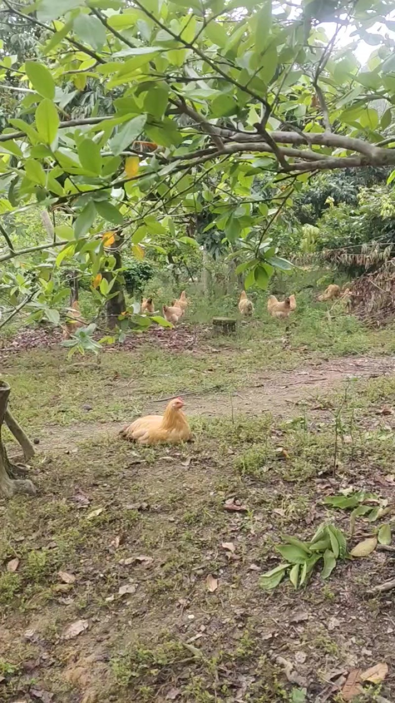 广东鹤山果园走地鸡