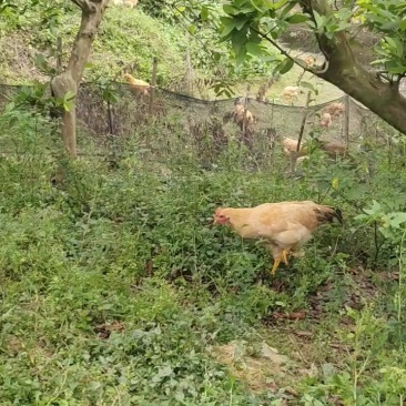 广东鹤山果园走地鸡