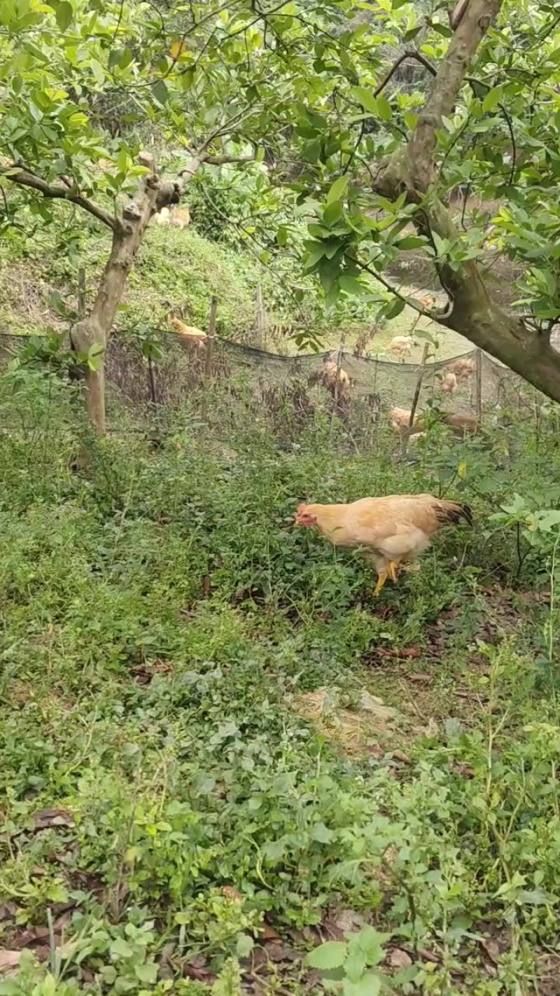 广东鹤山果园走地鸡