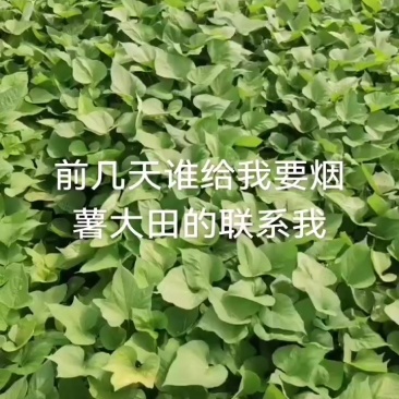 大田烟薯