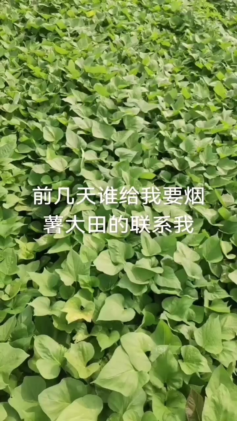 大田烟薯