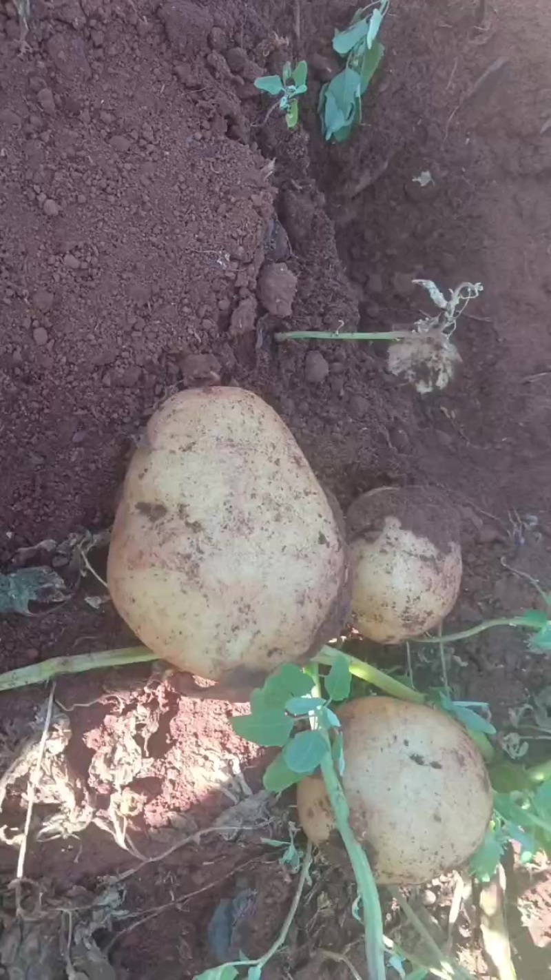白花土豆