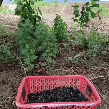 桑椹，果桑，产区直供