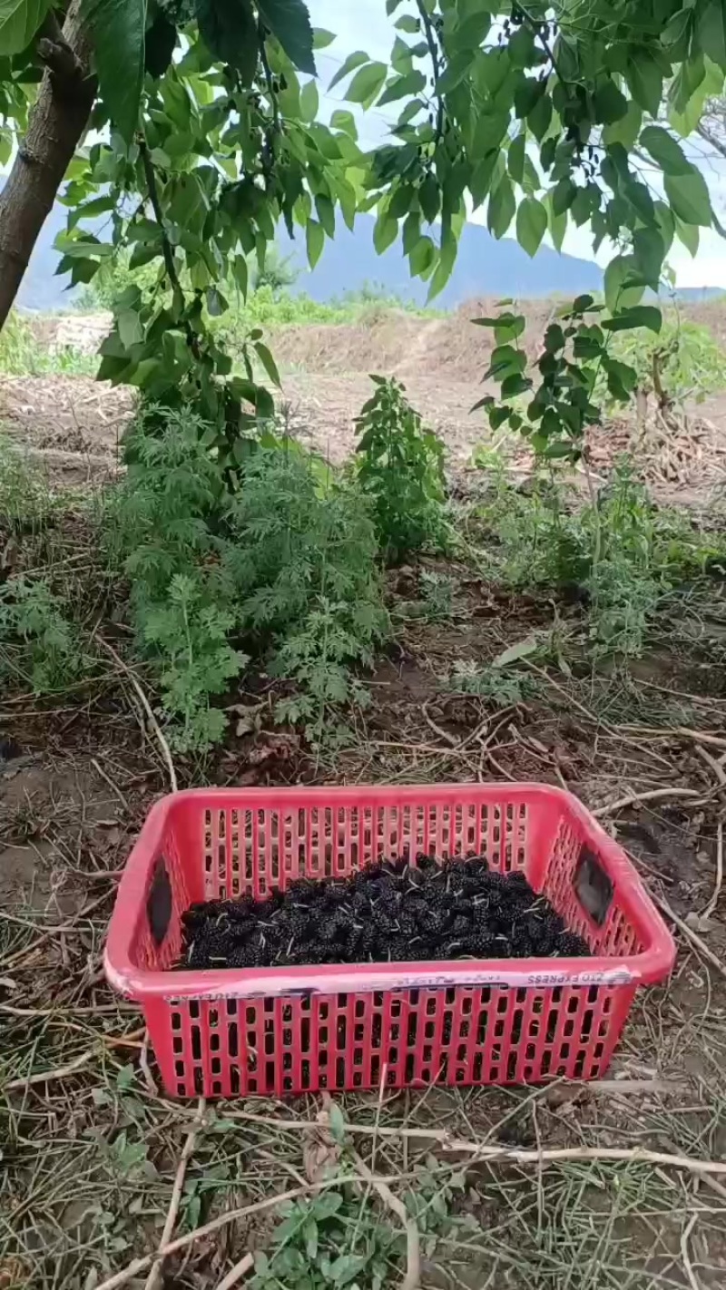 桑椹，果桑，产区直供