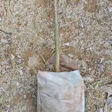 桂花香荔枝苗