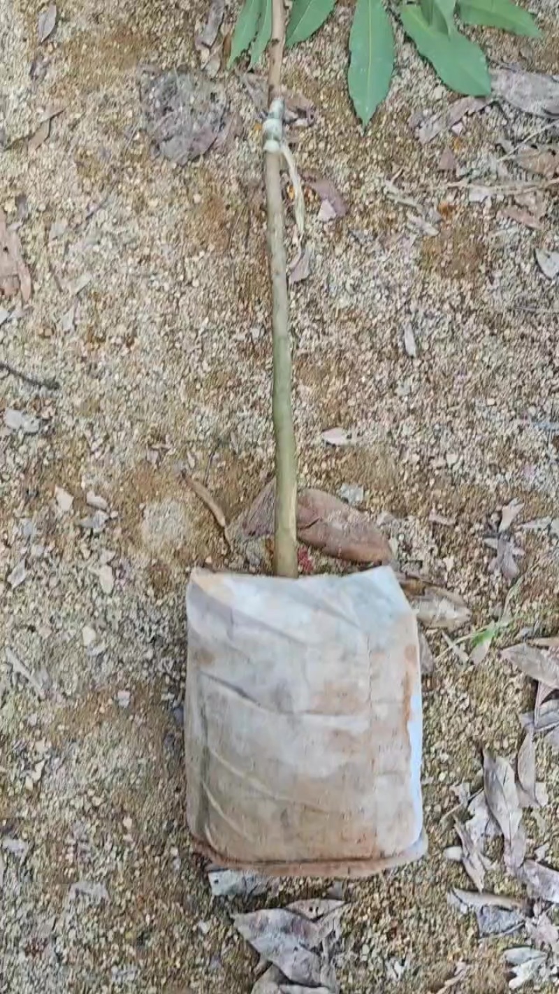 桂花香荔枝苗