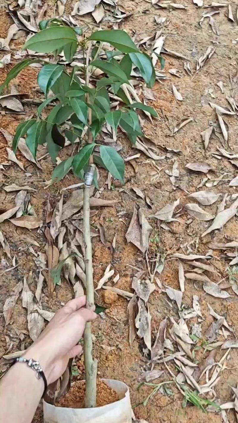 桂花香荔枝苗