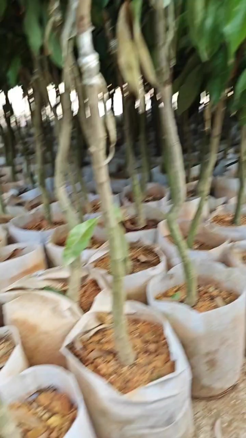 桂花香荔枝苗