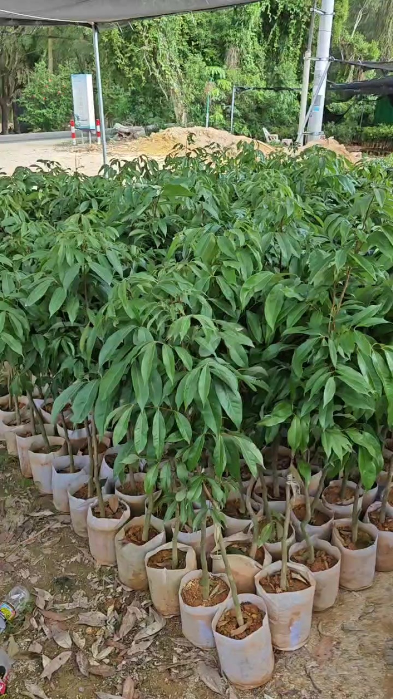 桂花香荔枝苗