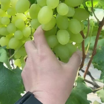 维多利亚葡萄大量上市