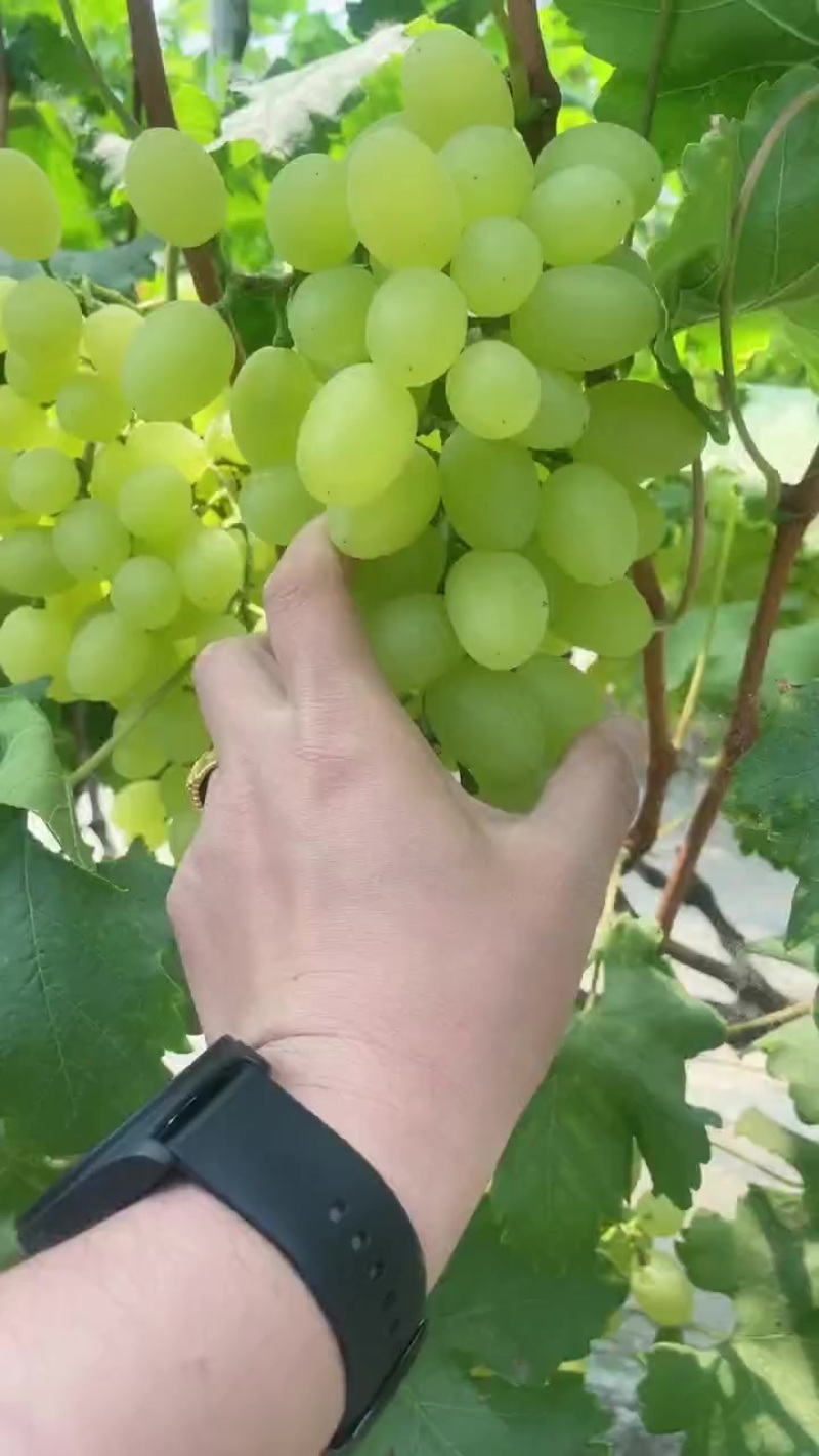 维多利亚葡萄大量上市