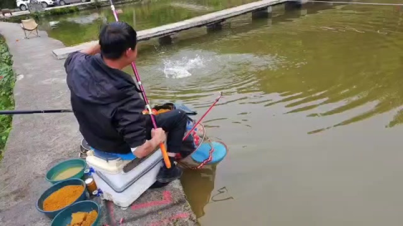 出售一批高品质回锅鲤鱼