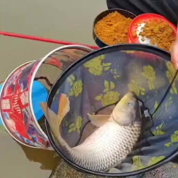 出售一批高品质回锅鲤鱼