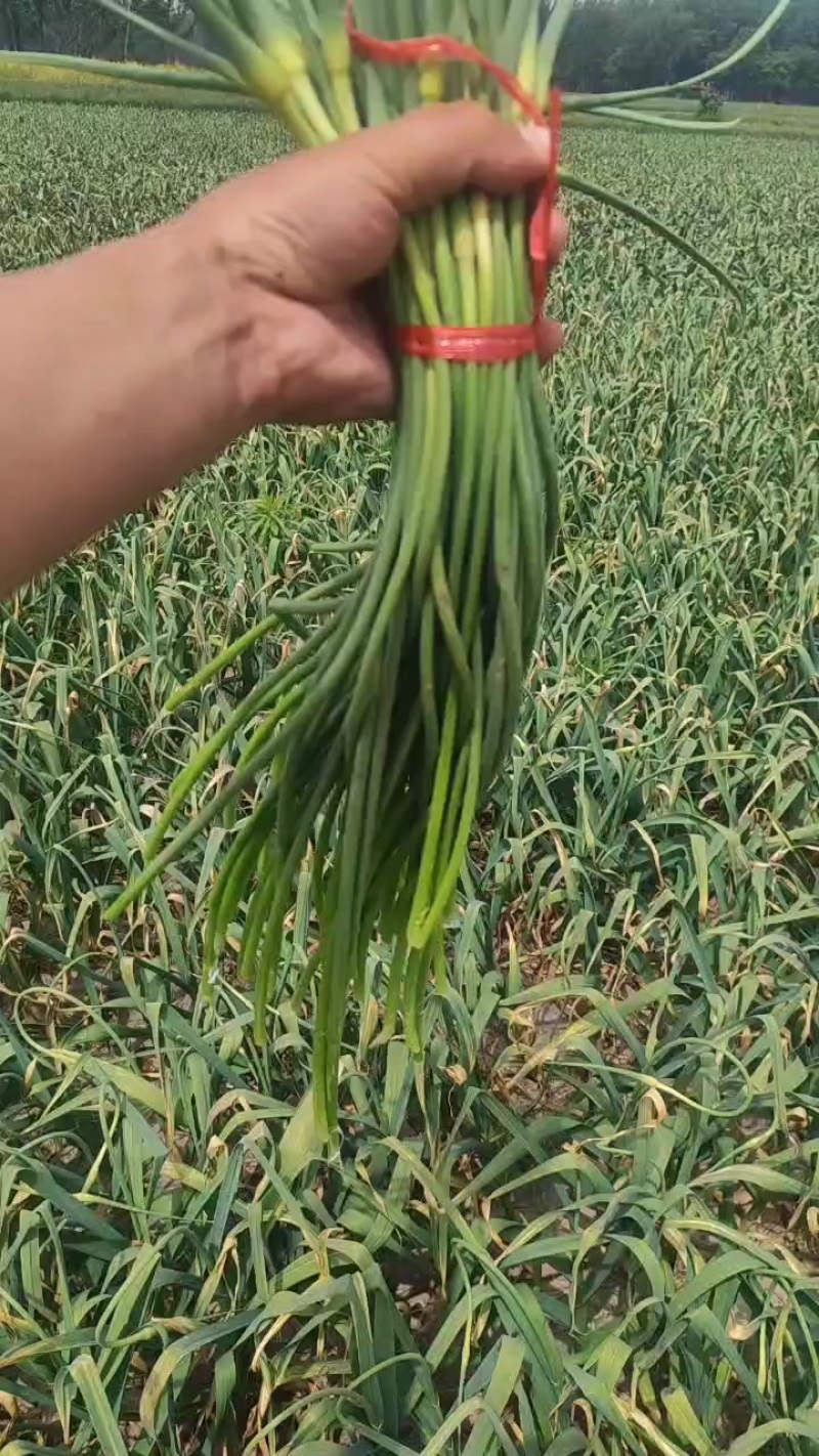 专业代购产地红帽蒜苔