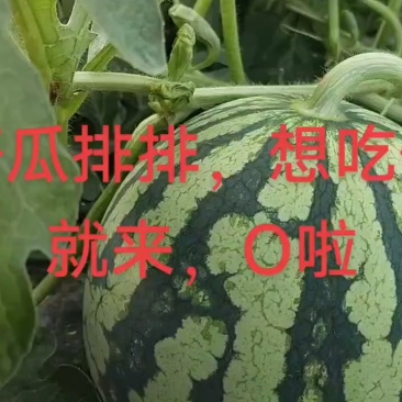 无籽美都麒麟西瓜