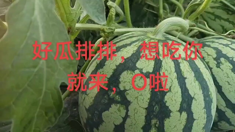 无籽美都麒麟西瓜