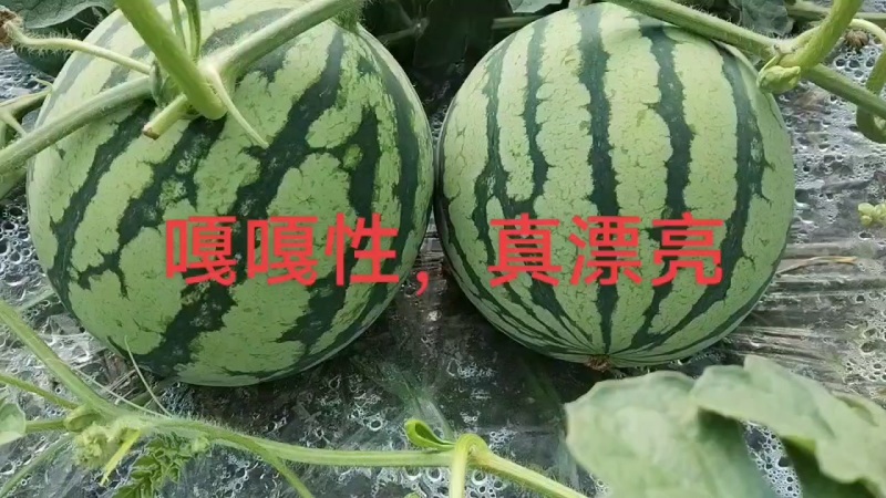 无籽美都麒麟西瓜