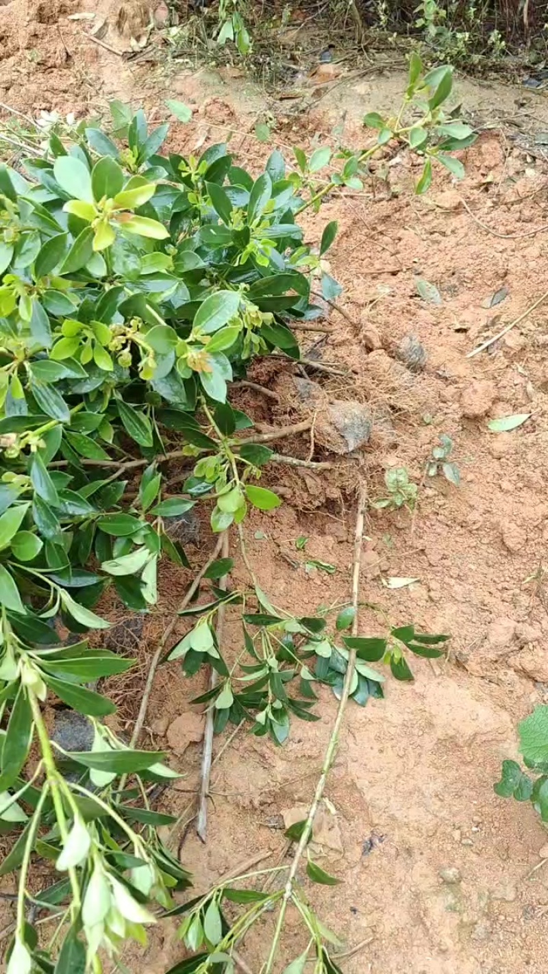 大红东荣八角树苗需要联系带杯发货量大从优