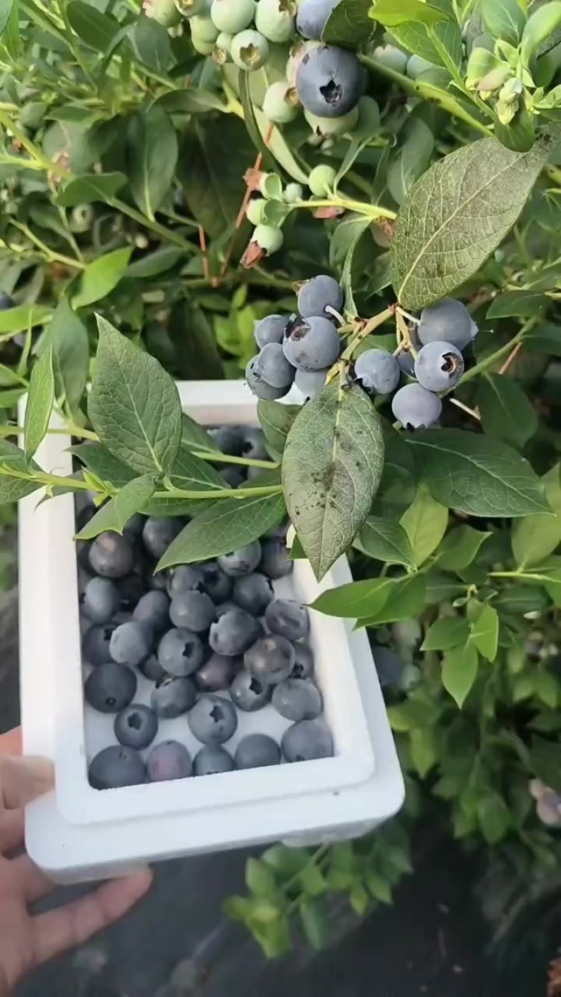 辽宁省丹东市东汤蓝莓基地