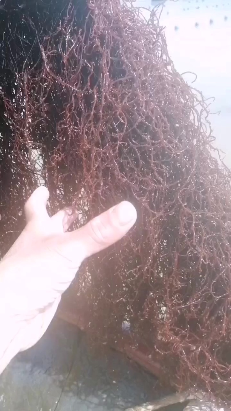 龙须菜
