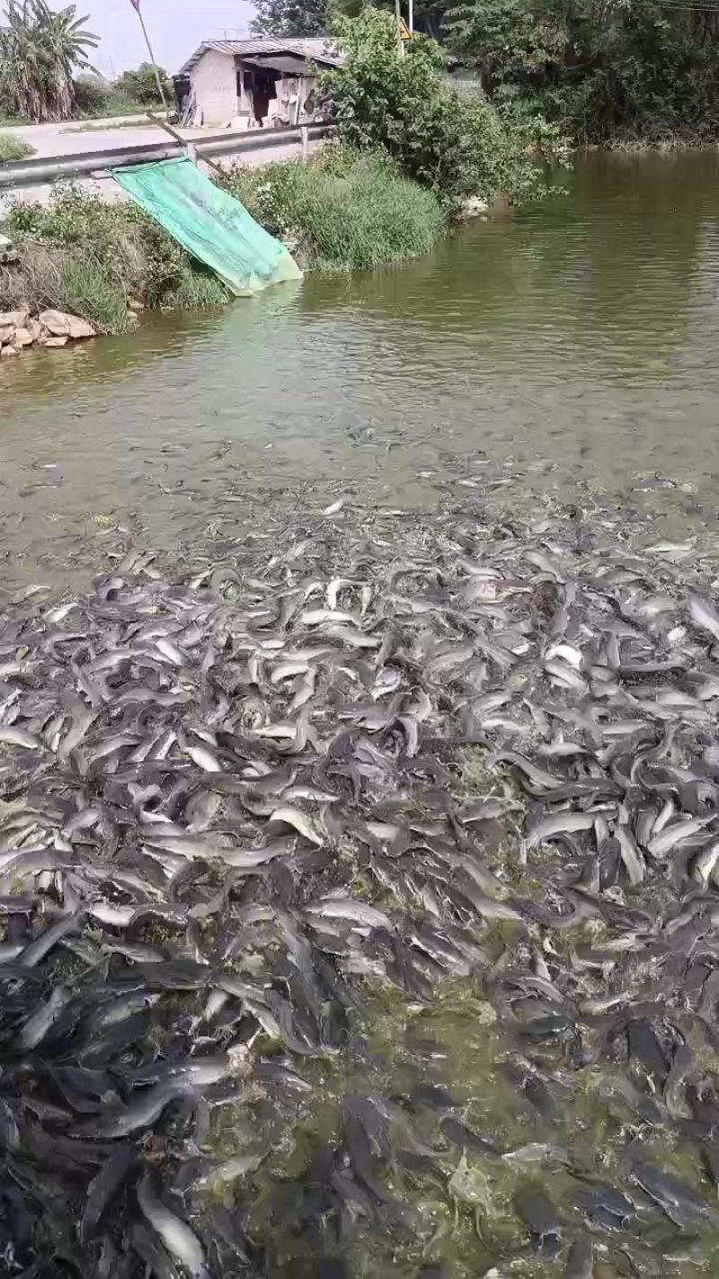 广西埃及鱼
