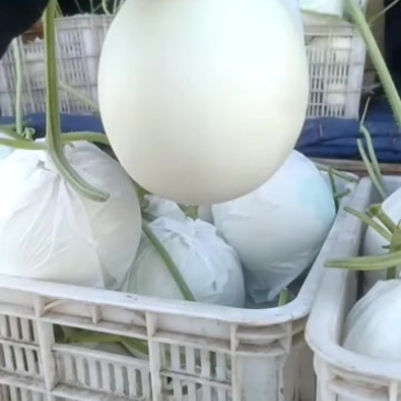 衡水饶阳玉菇酒红瑞大量上市冷棚暖棚均可