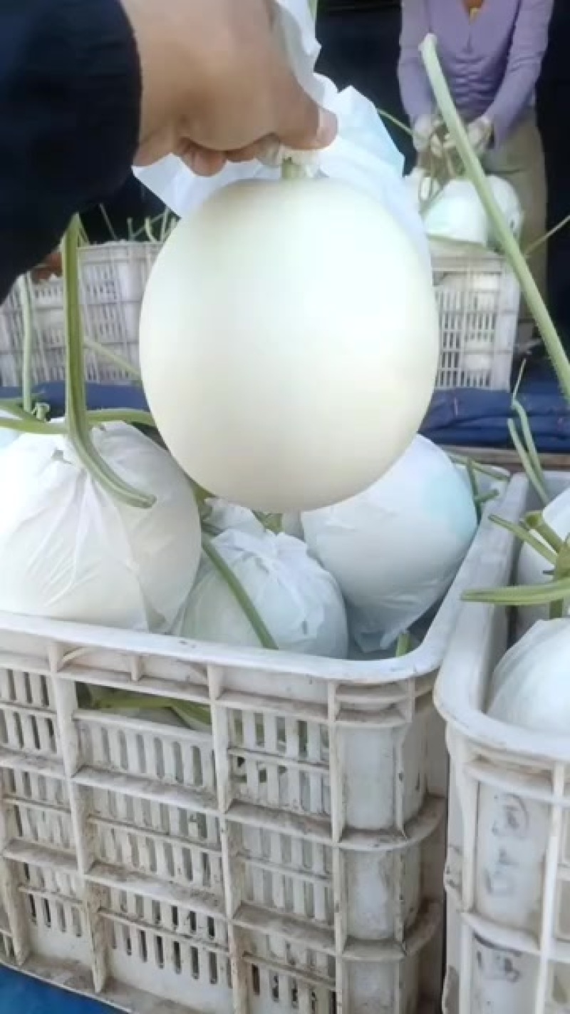 衡水饶阳玉菇酒红瑞大量上市冷棚暖棚均可