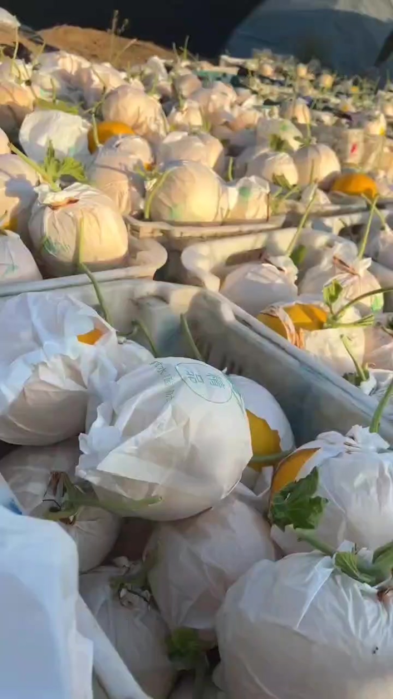 衡水饶阳玉菇酒红瑞大量上市冷棚暖棚均可