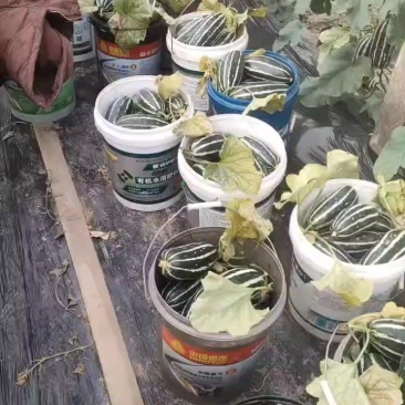 精品博洋九甜瓜